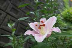 R0354075　カサブランカ