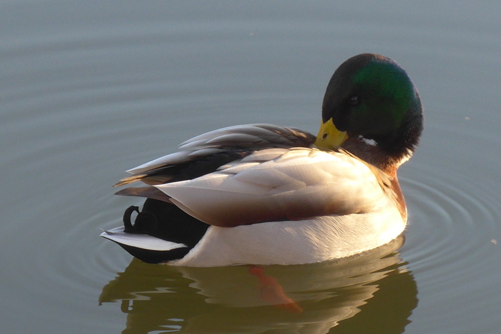 P1390391　カモさん