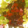 P1340620 (2)　紅葉