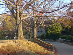 晩秋の公園