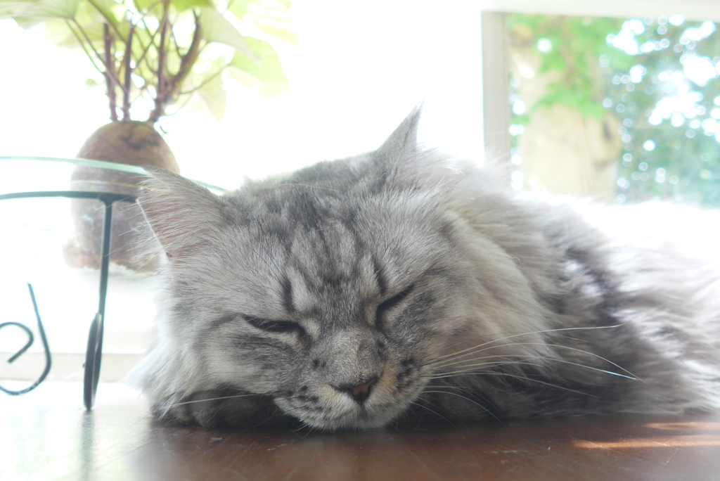 P1100802　窓辺で…