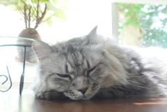 P1100802　窓辺で…