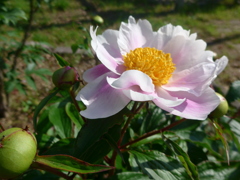 P1090077　おひさまと…