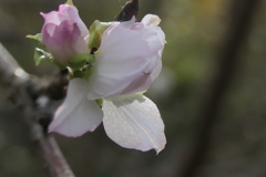 P1069409　十月桜