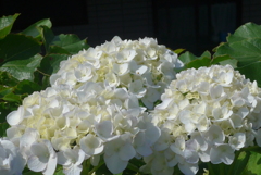 P1160072　あじさい