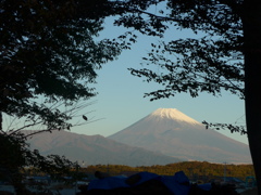 P1120537　11月15日 今朝の富士山