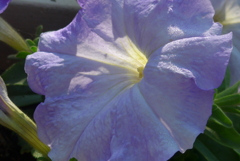 P1220304　ペチュニア