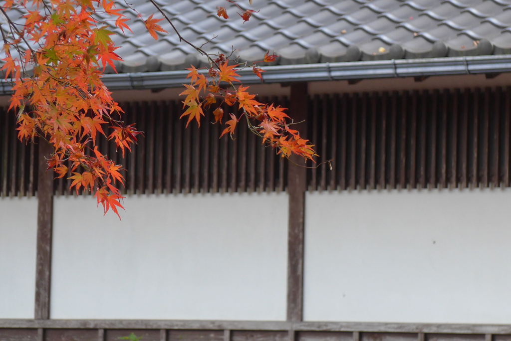 P1190244　修善寺虹の郷にて