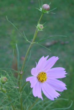 P1360869　秋桜
