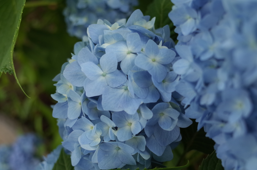 R0353105　紫陽花