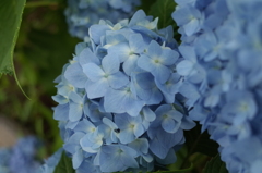 R0353105　紫陽花