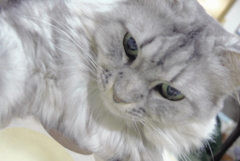 P1110839　ねこさん