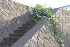 P1280582　通せんぼ