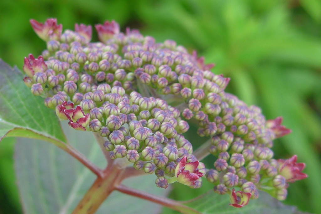 P1220649　ヤマアジサイ