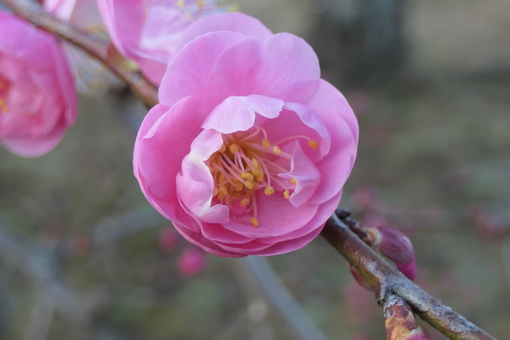 P1057530　しだれ梅