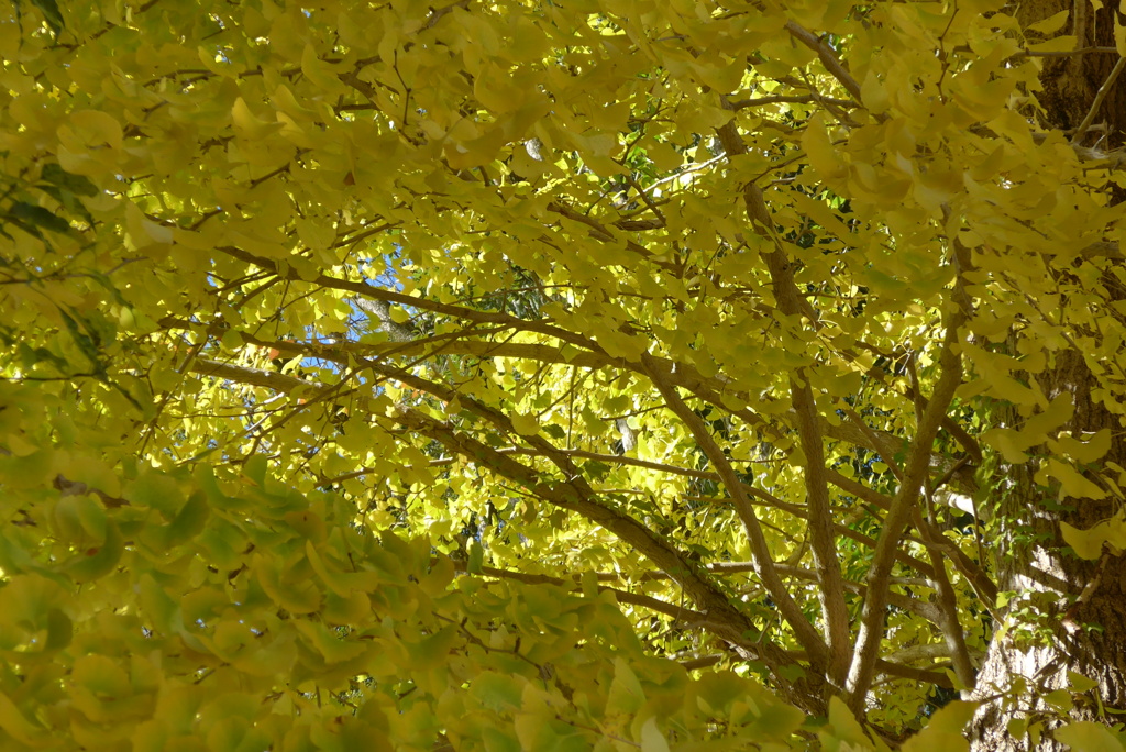P1390293　イチョウ