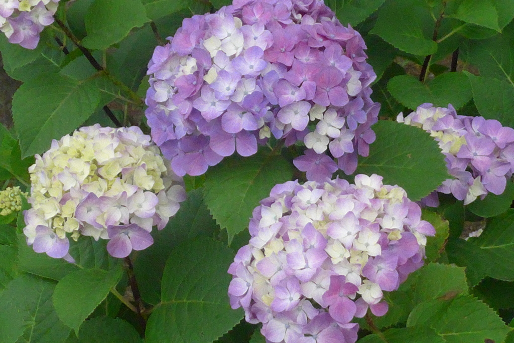 P1230642　公園の紫陽花