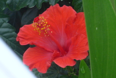 P1300659　ハイビスカス