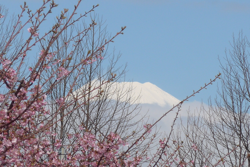 P1370618　3月9日 河津桜と今日の富士山
