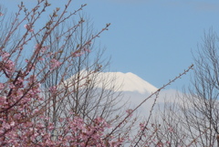 P1370618　3月9日 河津桜と今日の富士山