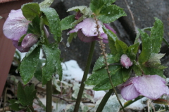 P1079781　春の雪