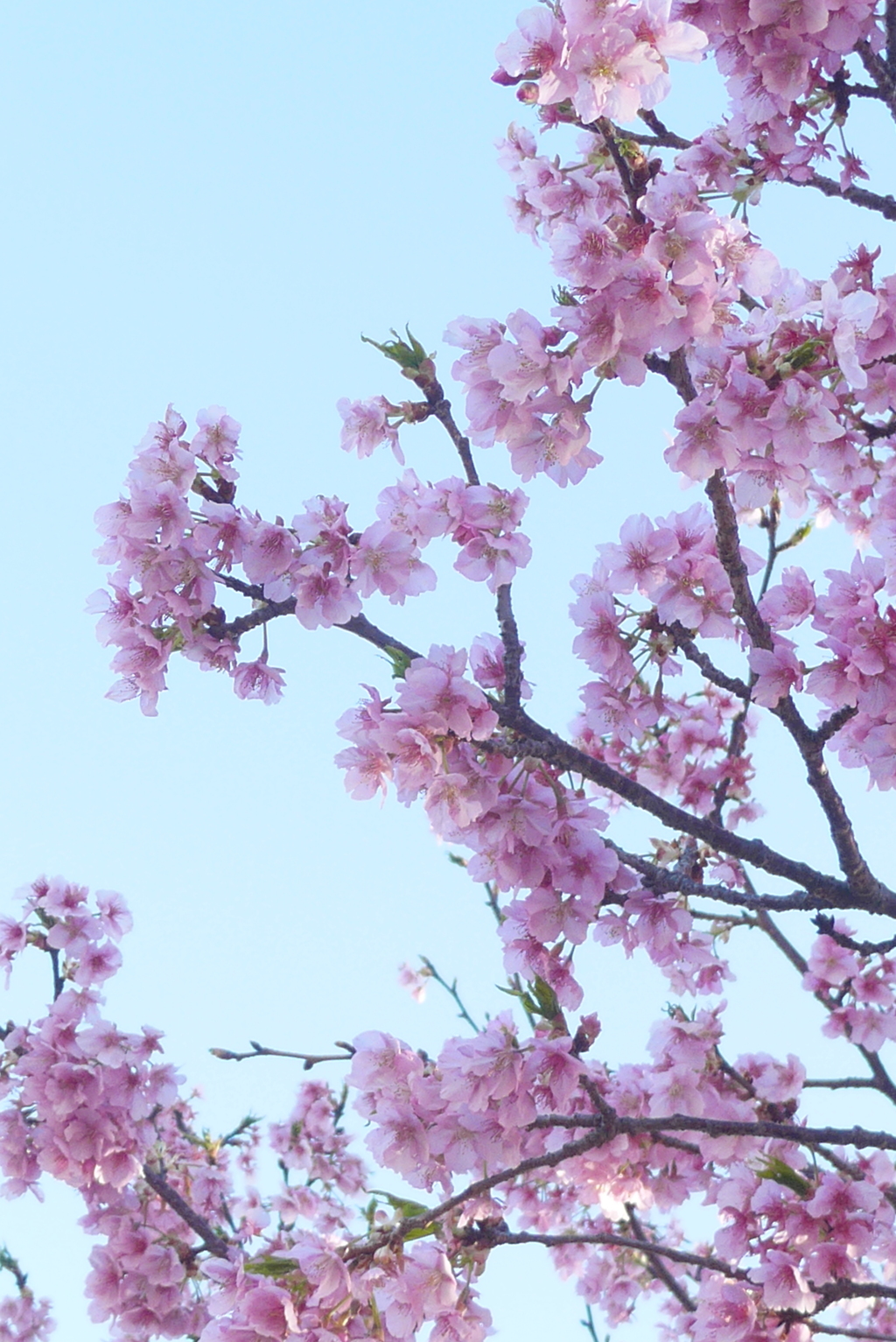 P1340999　河津桜