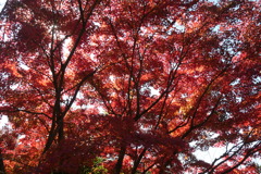 P1069621　紅葉