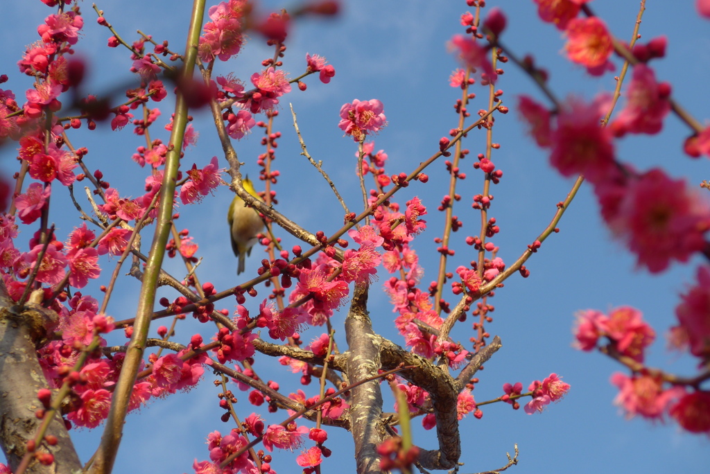 P1200041　紅梅とメジロ