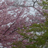 P1370705　春色