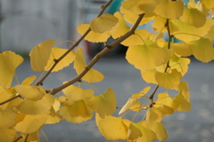 P1034754　イチョウ