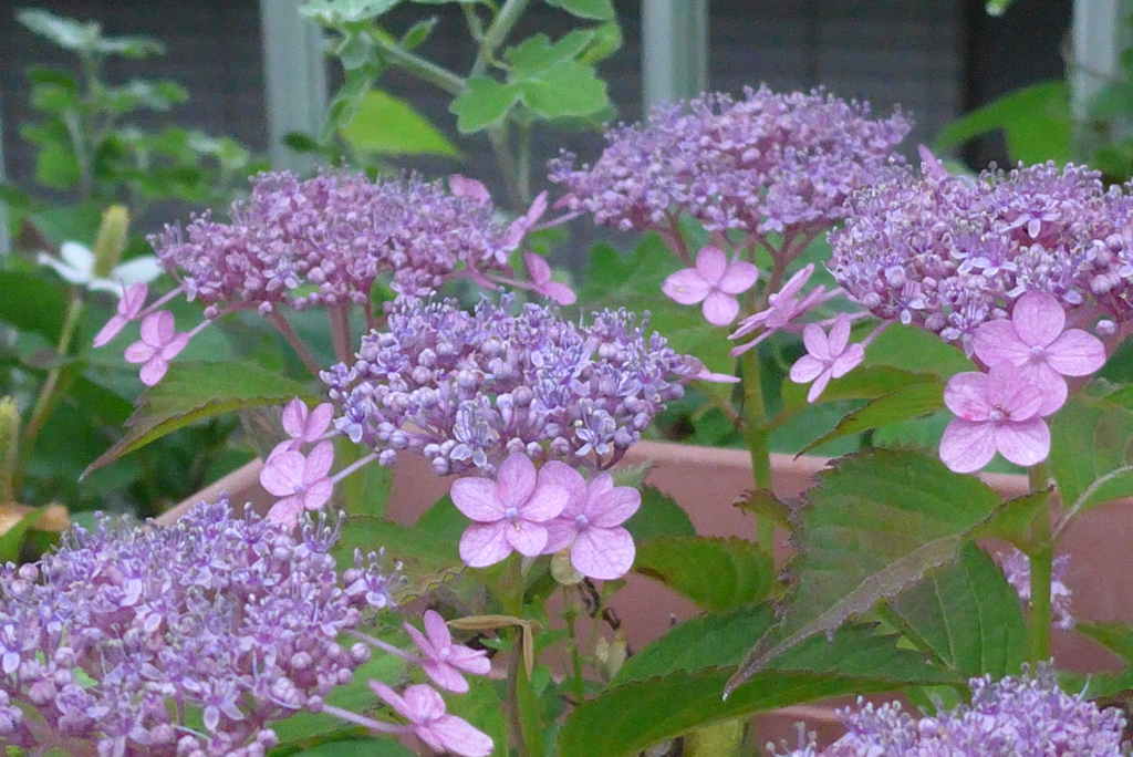 P1230495　小さなアジサイ