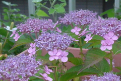 P1230495　小さなアジサイ