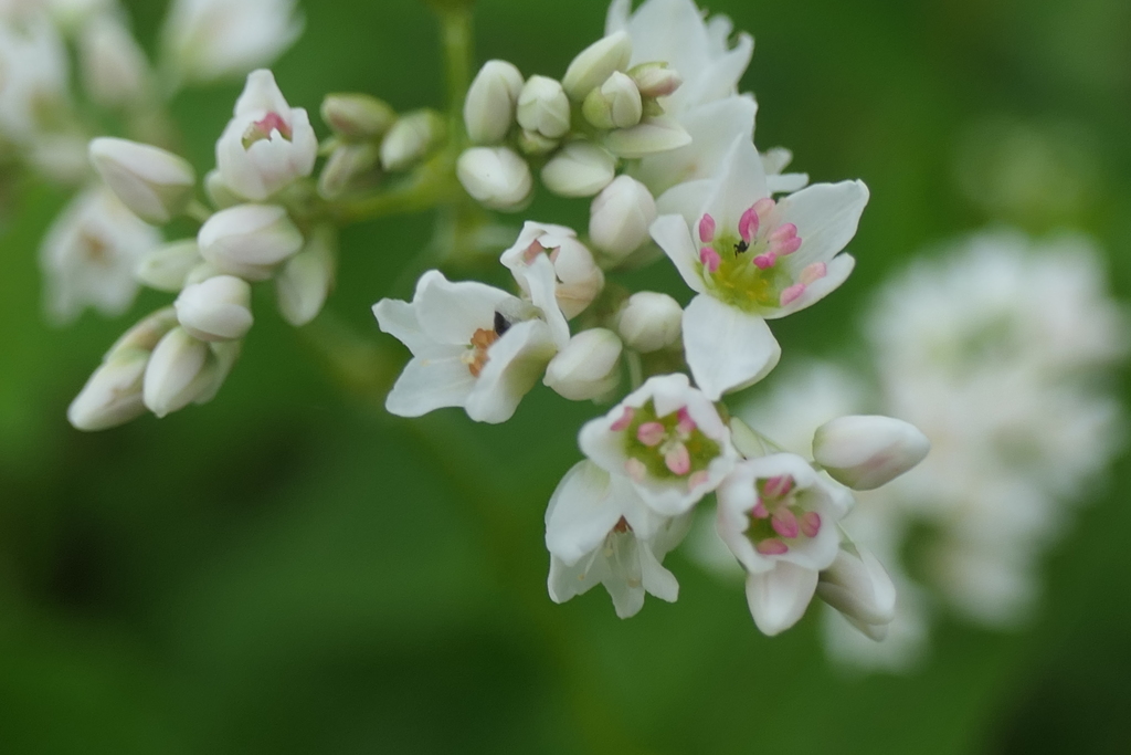 P1046828　ソバの花