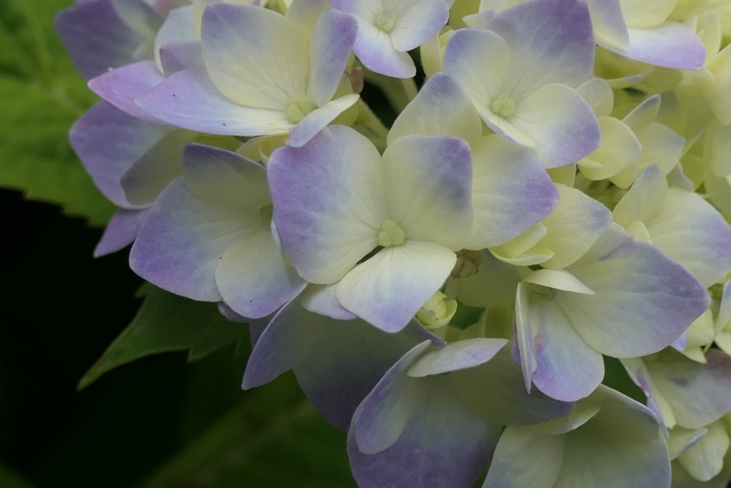 P1080238　紫陽花