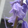 P1080495　ブルーベル ♪