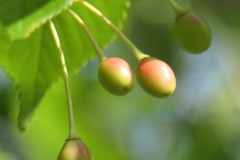 P1011854　桜の実