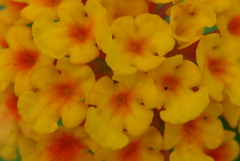P1170360　ランタナ