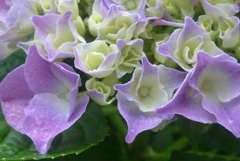 P1230114　公園の紫陽花