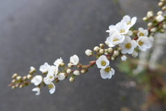 P1070733　ユキヤナギ
