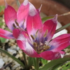 P1057990　ミニチューリップ