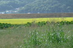 P1180187　ある秋の風景