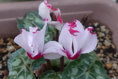 P1390364　ガーデンシクラメン