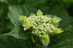 R0352370　5月の紫陽花