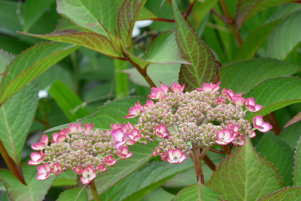 P1220943　かわいいアジサイ