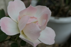 P1080539　ミニバラ