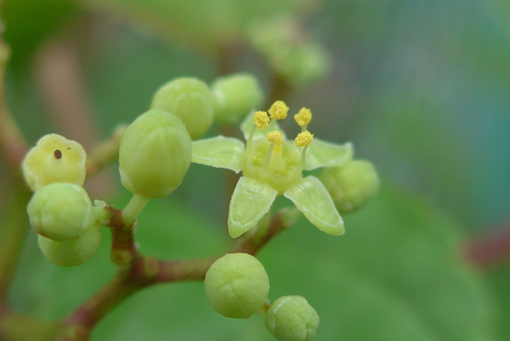 P1340129　小さい野生の花