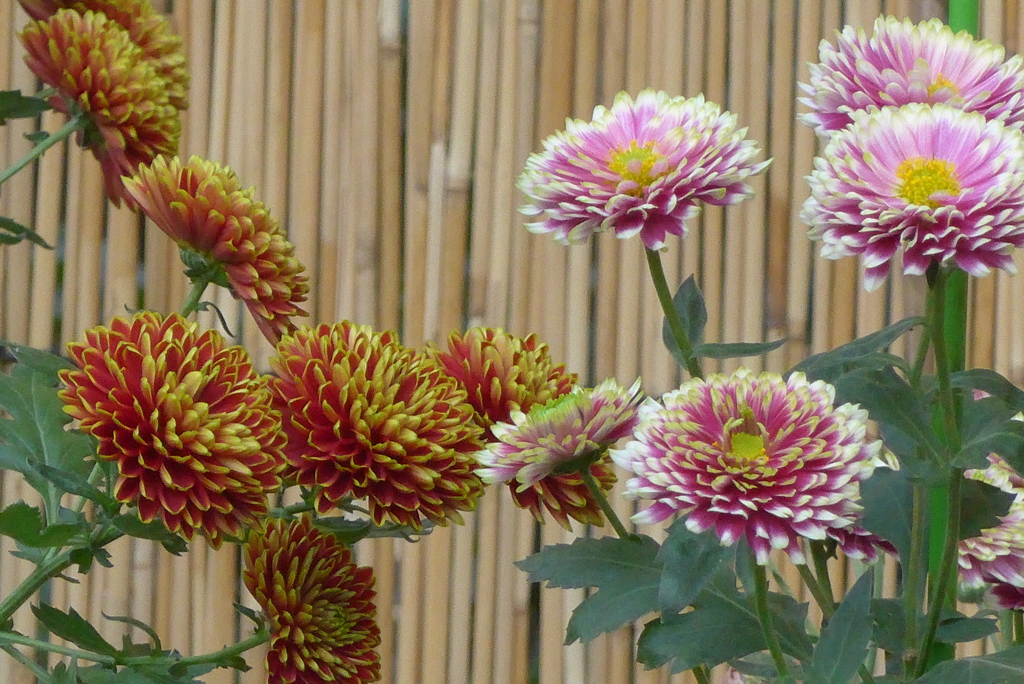 P1250486　三島楽寿園 菊まつり