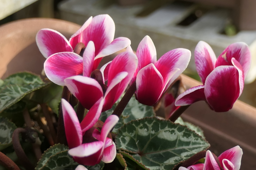 P1080915　ガーデンシクラメン