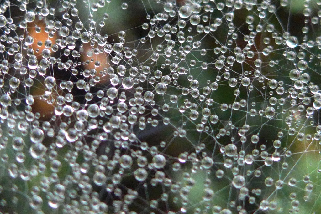 P1250288　クモの糸と水玉
