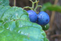 P1390150　野山の宝石